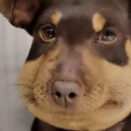 danhtrum